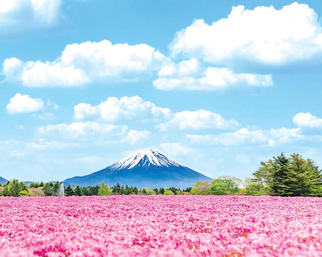 7D5N TOKYO/HAKONE/CHIBA (FUJI SHIBAZAKURA / DISNEYSEA / KAMOGAWA SEAWORLD)