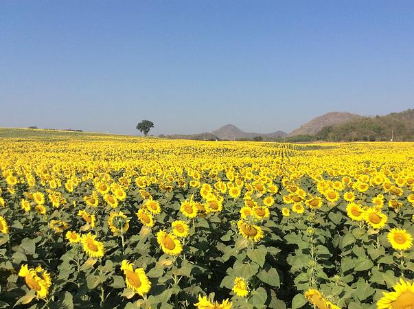 5D4N  BANGKOK / AYUTTHAYA / KHAO YAI（SUNFLOWER SEASON）