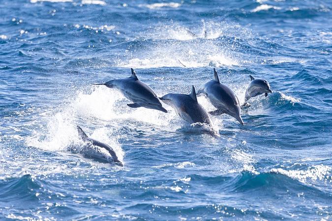5D4N HELLO DOLPHIN IN HUALIEN/ YILAN/ TAIPEI