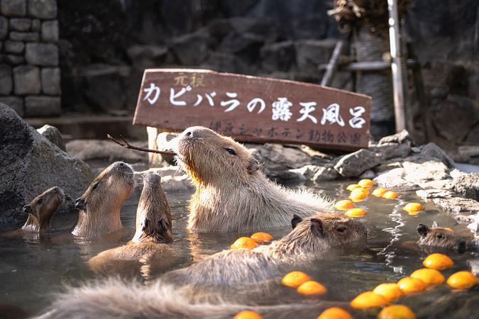 7D5N TOKYO/MT.FUJI/IZU