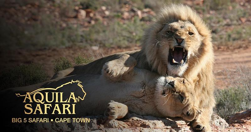 8D5N SOUTH AFRICA GATEWAY (CAPE TOWN, FRANSCHHOEK AND STELLENBOSCH, CAPE PENINSULA, AQUILA PRIVATE GAME RESERVE) 