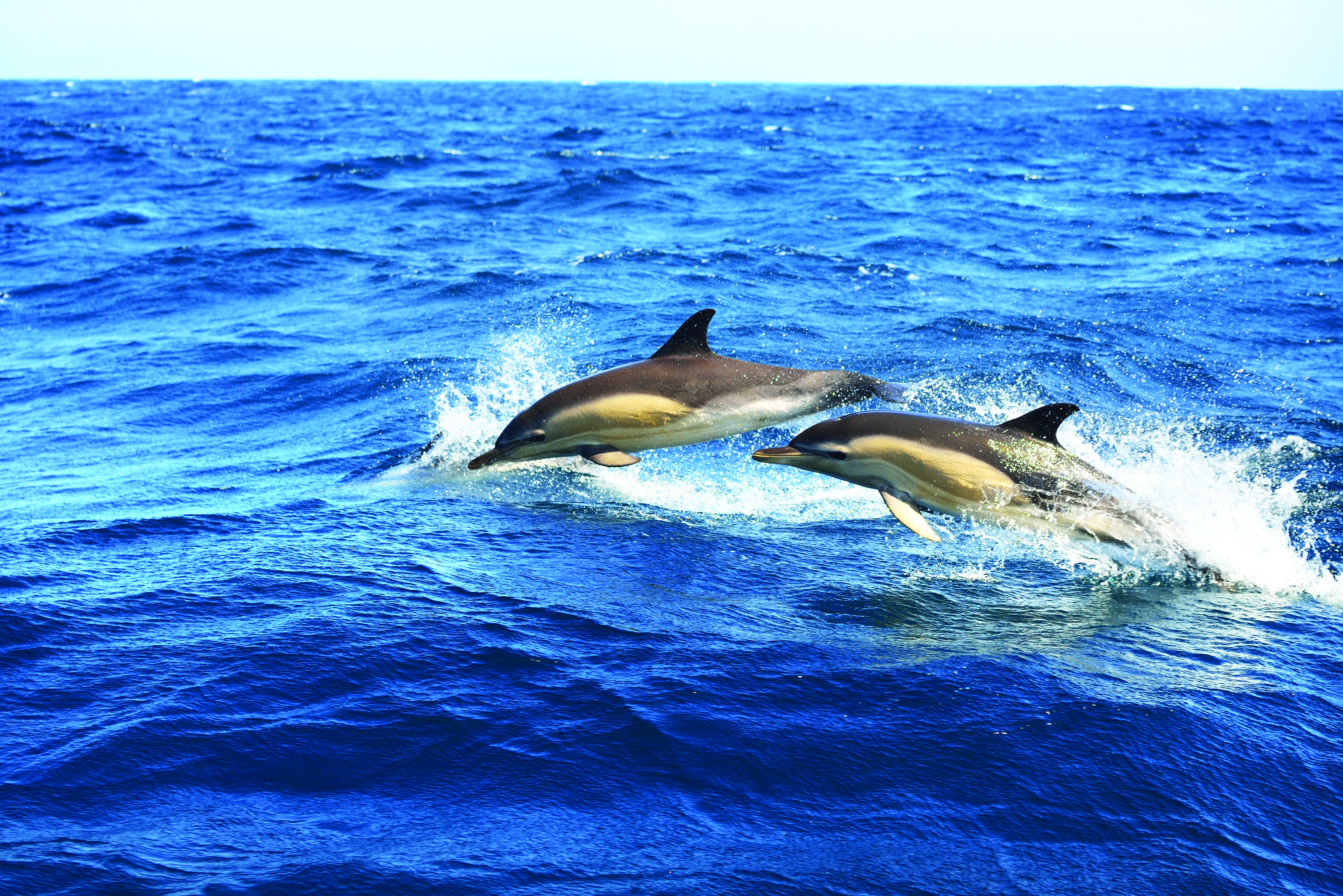 cover-image