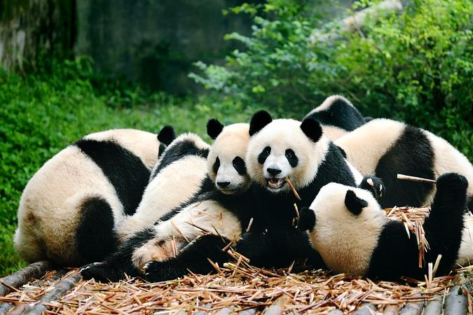 8D7N CHENGDU/ LESHAN/ MOUNT.EMEI/ DUJIANGYAN/ HUANGLONG/ JIUZHAIGOU