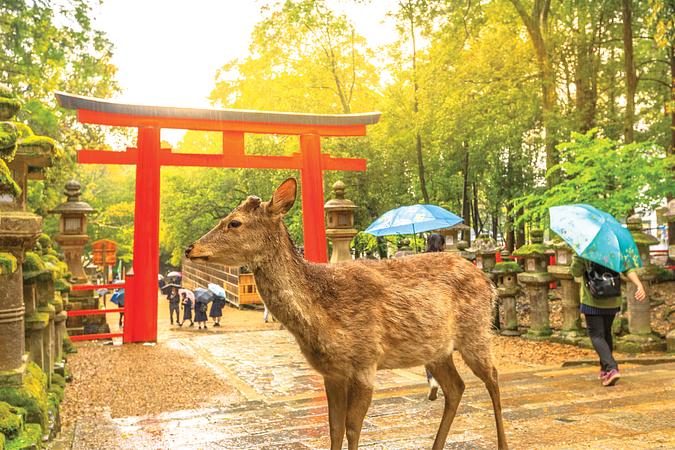 7D5N DREAM HONSHU JOURNEY ~ TOKYO DISNEYLAND / MT. FUJI / KYOTO / NARA / OSAKA