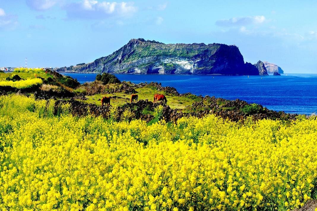 6H4M Jeju + Udo Island