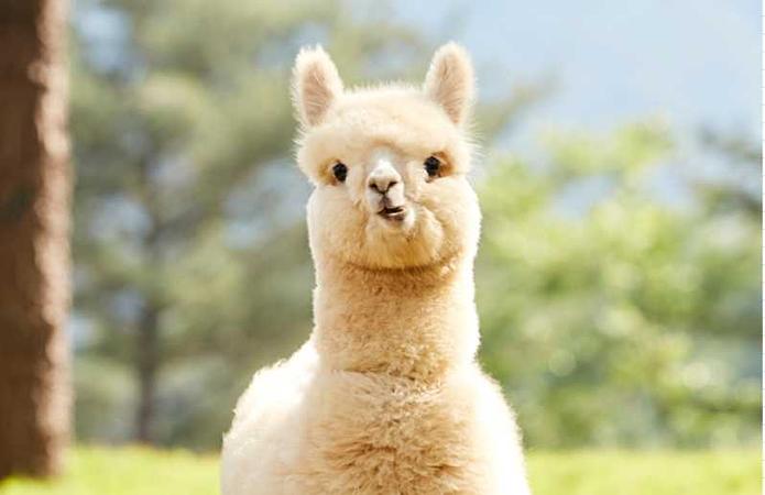 6D4N SEOUL/JEONJU/ALPACA WORLD (MT. MAISAN PROVINCIAL PARK/RED GINSENG FOOT BATH/JJIMJILBANG)