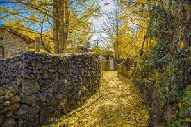 9D7N MYSTICAL WESTERN YUNNAN · TENGCHONG GOLDEN GINKGO  KUNMING/CHUXIONG/BAOSHAN/TENGCHONG/DALI