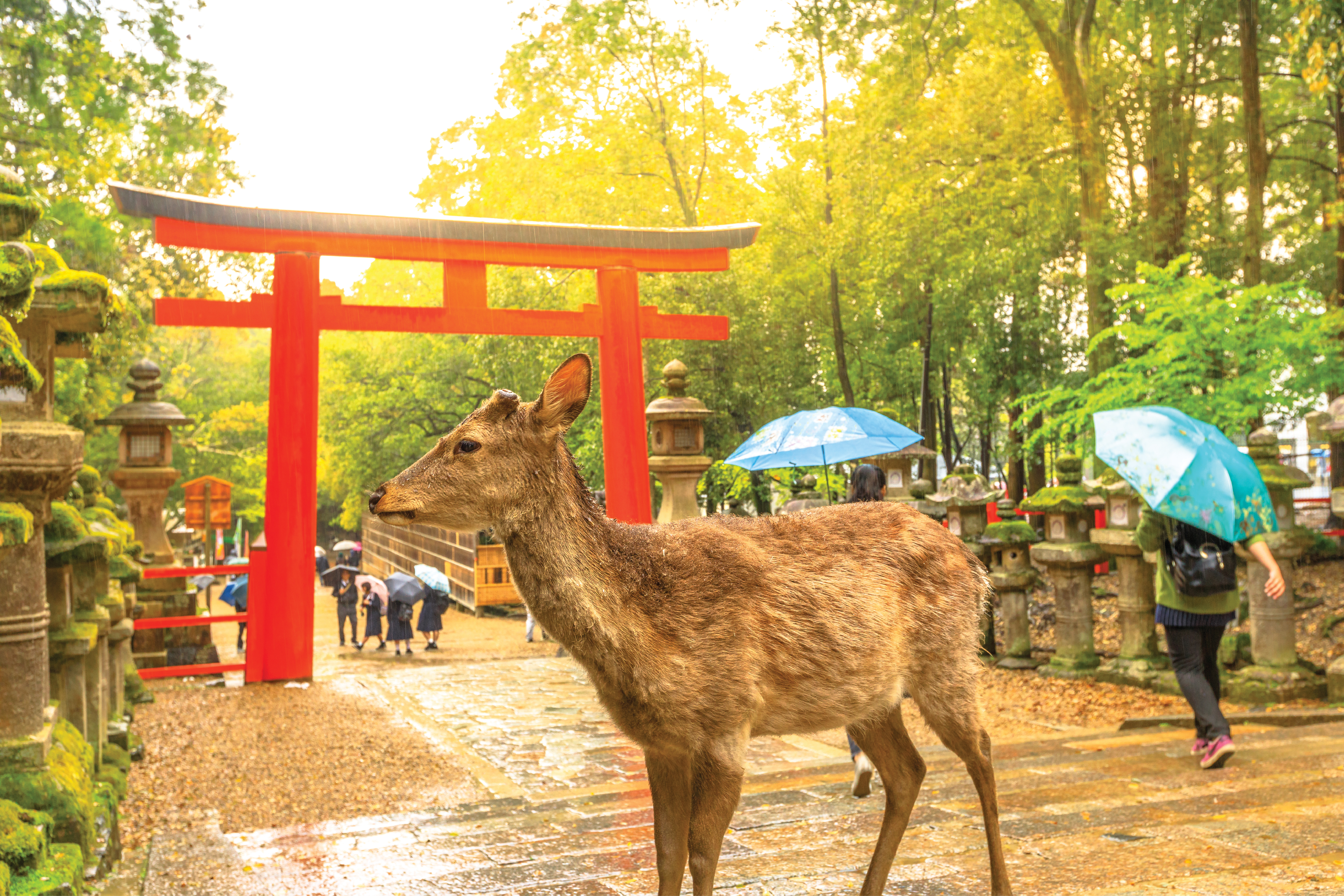 7D5N DREAM HONSHU JOURNEY ~ TOKYO DISNEYLAND / MT. FUJI / KYOTO / NARA / OSAKA