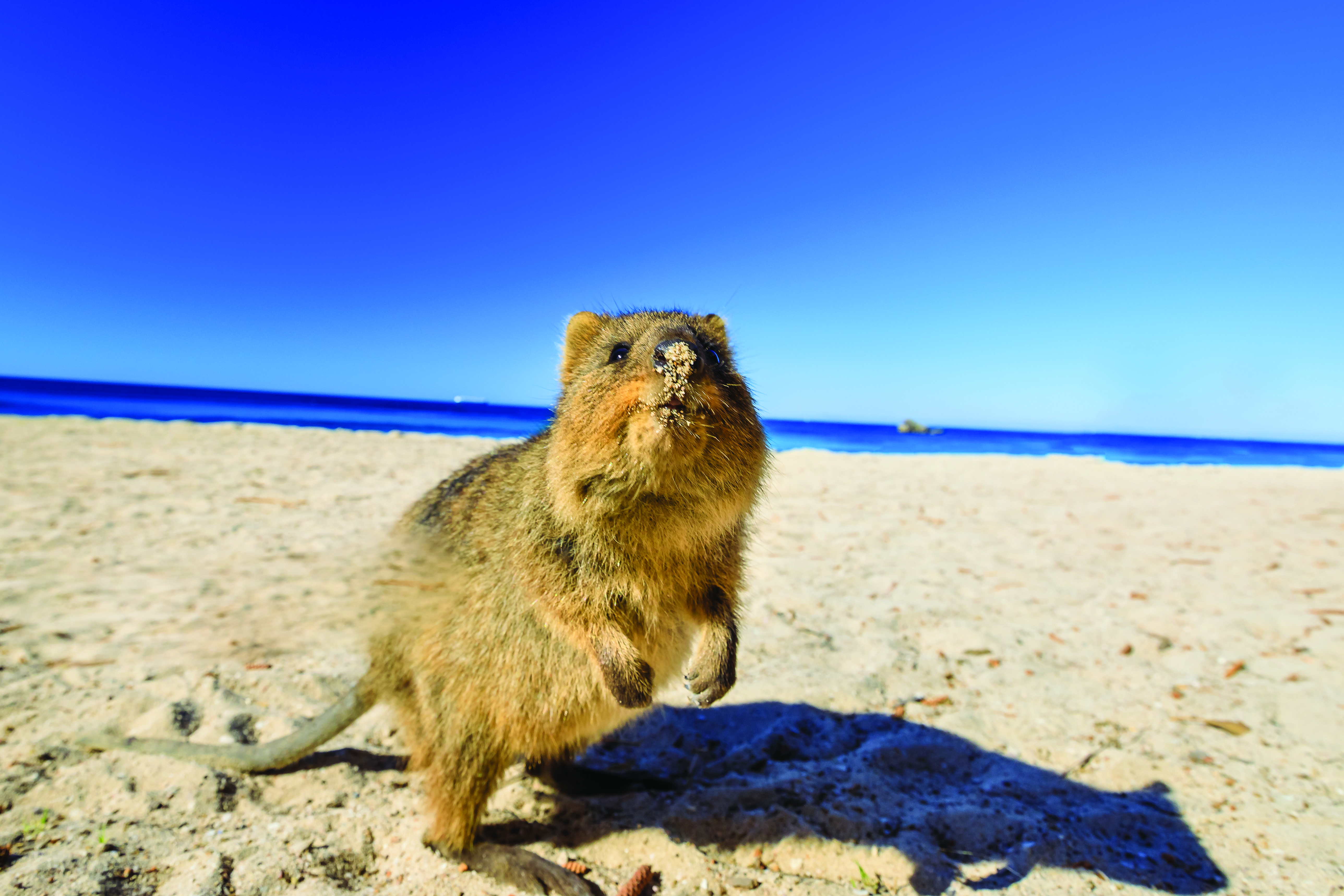 cover-image