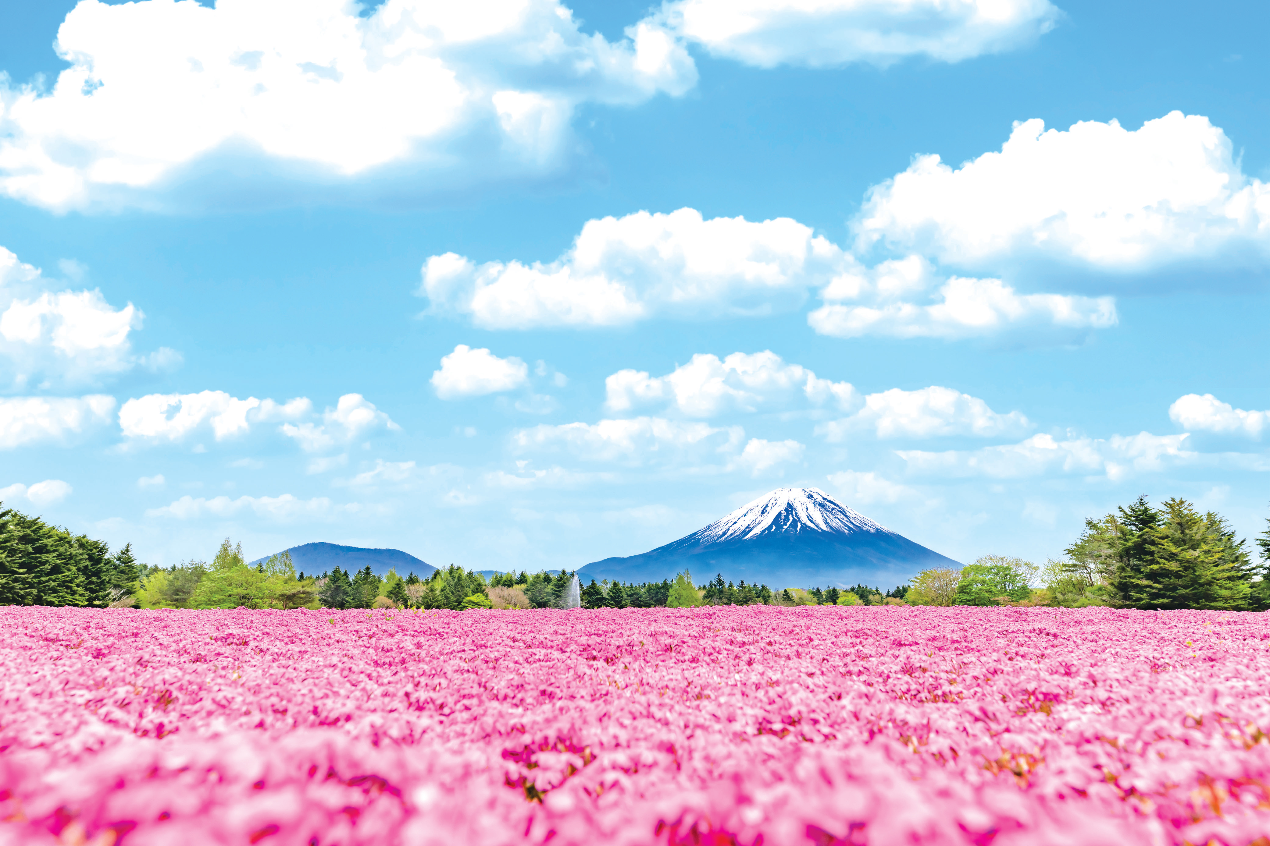 7D5N TOKYOのFLOWER BLOSSOM + 01 FREE DAY  (TOKYO/IBARAKI/GUNMA/MT. FUJI)
