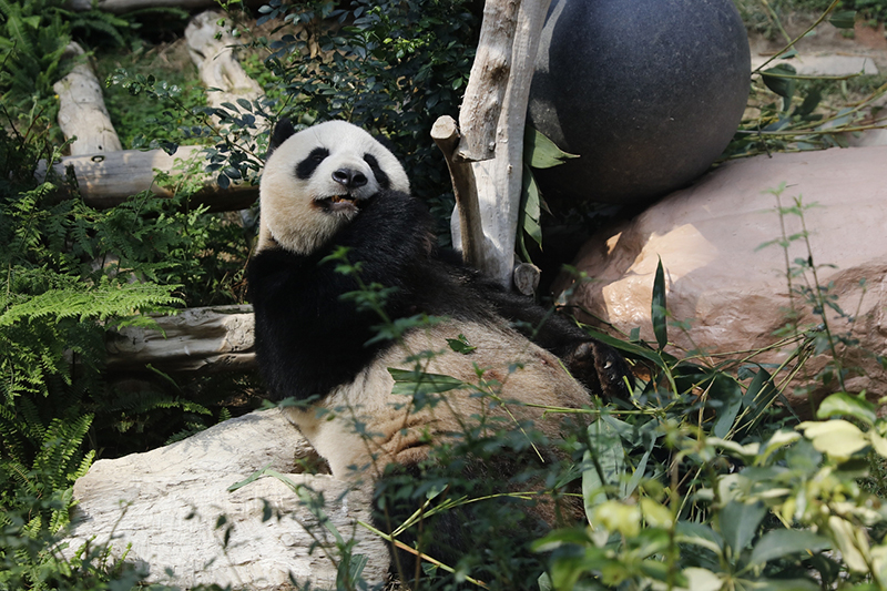 6D4N AMAZING KID FUN+CHIMELONG SPACESHIP PARK (ZHUHAI/MACAO)