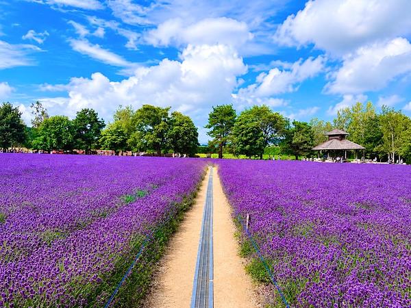 7D5N HOKKAIDO LAVENDER SEASON + 01 DAY FREE AND EASY （NOBERIBETSU/LAKE TOYA/OTARU/FURANO/SAPPORO)