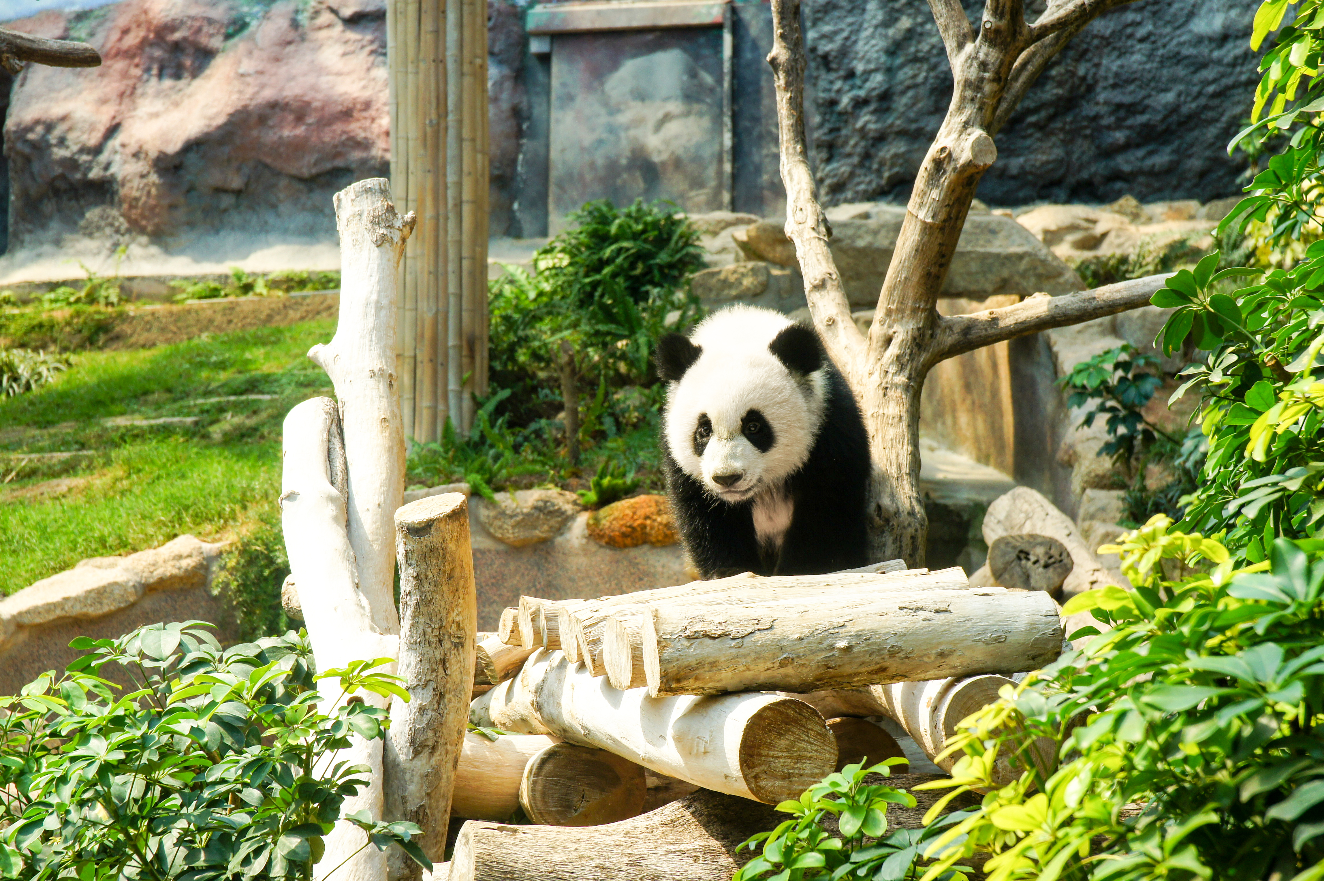 9D7N GUIYANG / XINGYI / ANLONG-Anlong Pyramid / ZHENNING / ZHUNYI-WUJIANGZHAI VILLAGE / ANSHUNHUANGGUOSHU WATERFALL / MEITAN