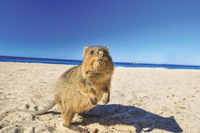 8D5N WESTERN AUSTRALIA HIGHLIGHT TOUR PERTH / SWAN VALLEY / ROTTNEST ISLAND / MANDURAH / FREMANTLE / LANCELIN & PINNACLES