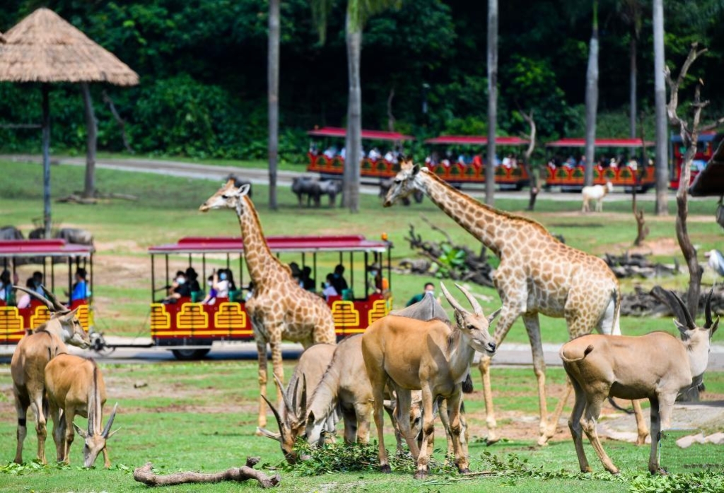 5D4N MACAO/SHUNDE/FOSHAN/PANYU/GUANGZHOU+CHIMELONG DOUBLE FUN(CHIMELONG OCEAN KINGDOM+CHIMELONG SAFARI PARK)