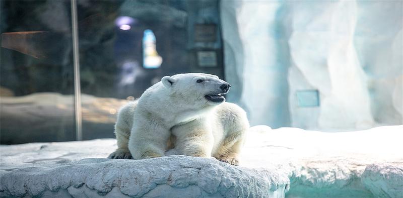 5D4N MACAO/ZHUHAI/CHIMELONG OCEAN KINGDOM + HUITONG ANCIENT VILLAGE (STAY 01 NIGHT AT CHIMELONG PENGUIN HOTEL)