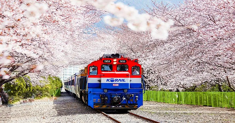 8D6N BUSAN/ DAEGU/ SEOUL+JINHAE SAKURA FESTIVAL (SEOUL-BUSAN BY KTX) [HAEUNDAE BEACH TRAIN/POHANG SPACE WALK/HUINNYEOUL COASTAL VILLAGE]