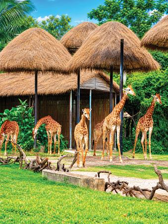 6D4N GUANGZHOU·ZHUHAI·MACAU FUN JOURNEY WITH CHIMELONG SAFARI PARK + INTERNATIONAL CIRCUS 